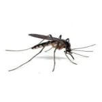sivrisinek ilaclama
