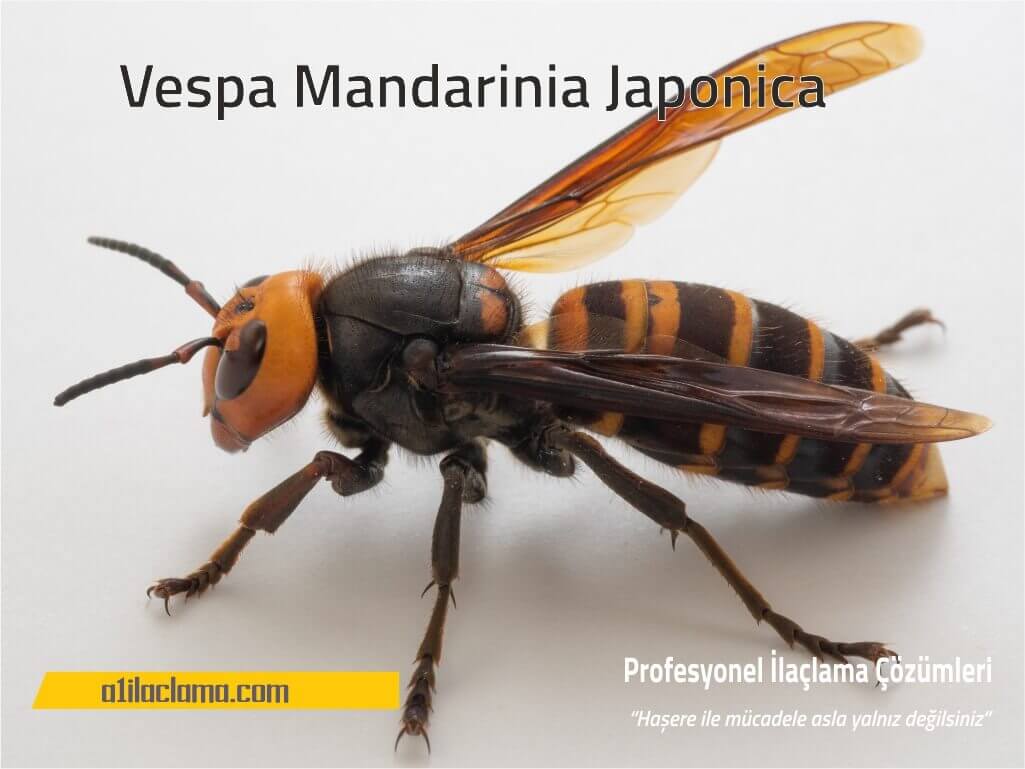 Vespa Mandarinia Japonica