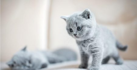 Evi İlaçlatmak Kediye Zarar Verir mi?