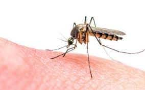 Sivrisinek İlaçlama