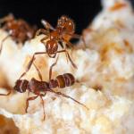 Çekmeköy Karınca İlaçlama